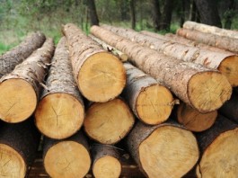 Từ vựng Tiếng Trung về Các loại Gỗ